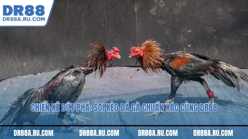 Chiến kê bứt phá: Soi kèo đá gà chuẩn xác cùng Dr88