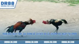 Hồi hộp từng giây: Trải nghiệm soi kèo đá gà chuẩn xác với Dr88